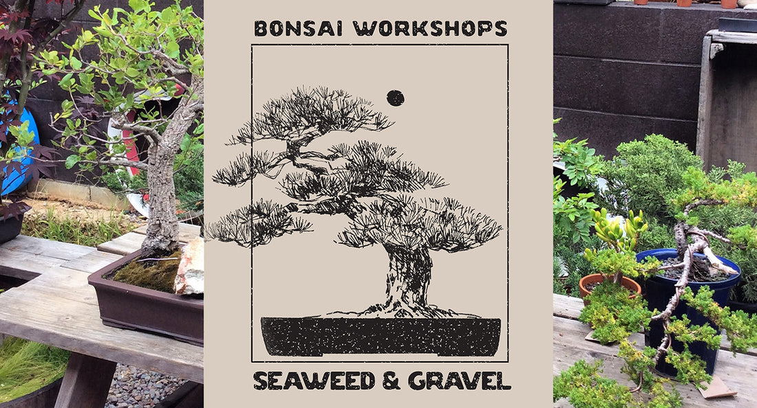 Bonsai Workshops