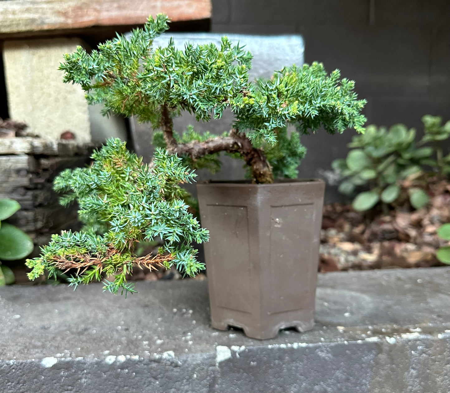 Bonsai Tree Juniper